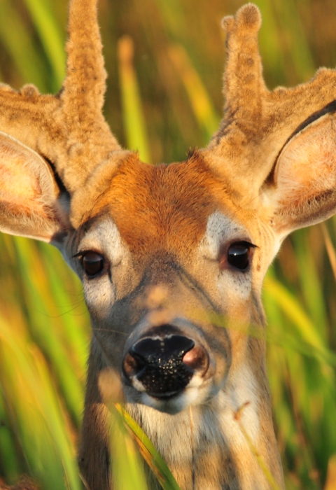 A portrait of a buck white-tailed deer