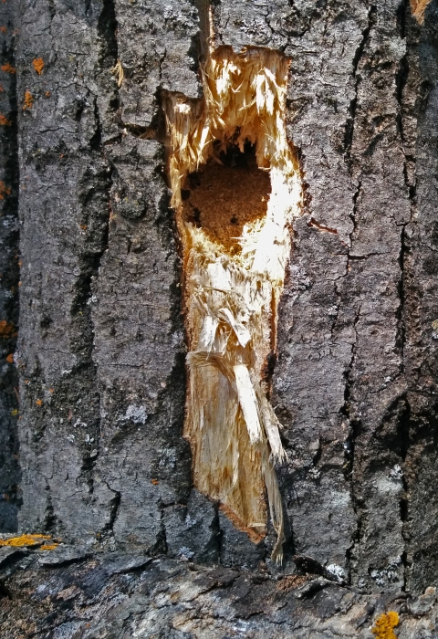 A hole in a tree created by a woodpecker