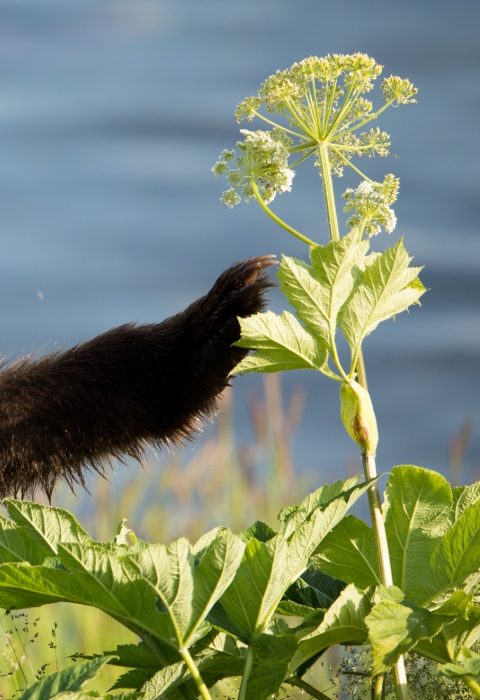 Brown bear cub with cow parsnip