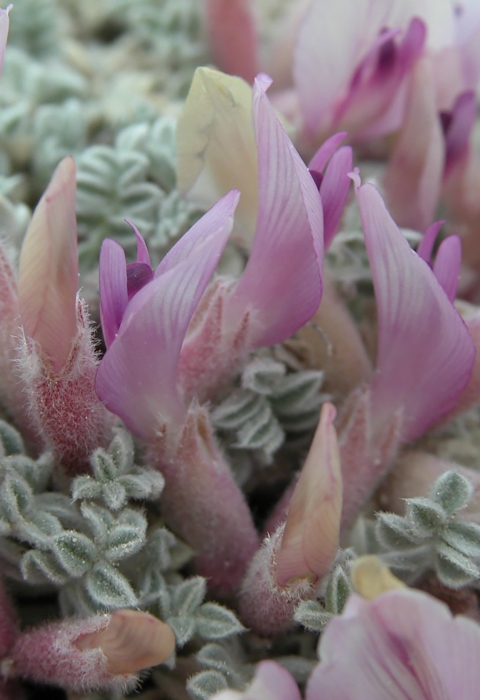 closeup of pink-flowering plant