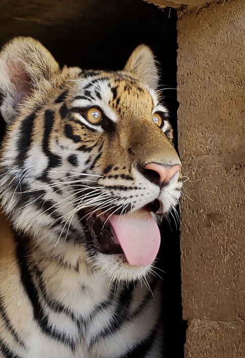 A panting adult hybrid Bengal tiger peers out of a brick enclosure 
