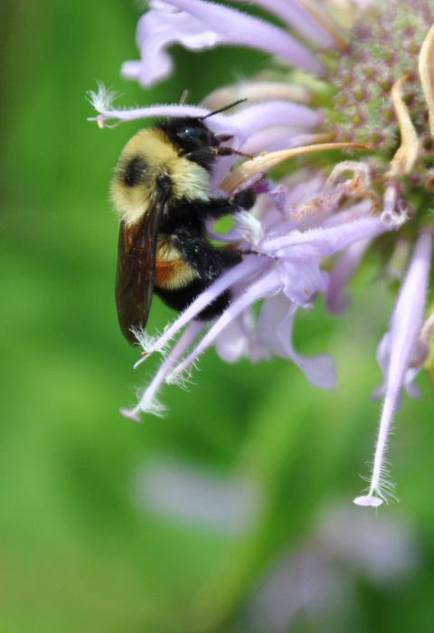 Rusty patched bumble bee on wild bergamot