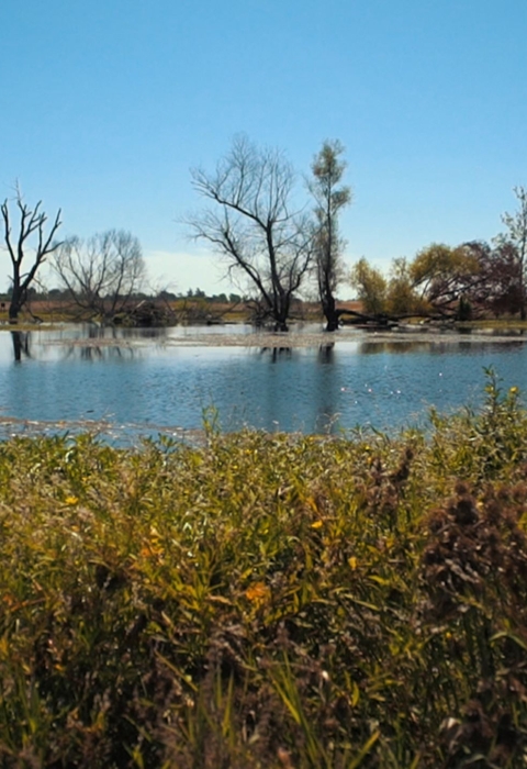 Several trees line a wetland with shrubs and grass in the foreground.