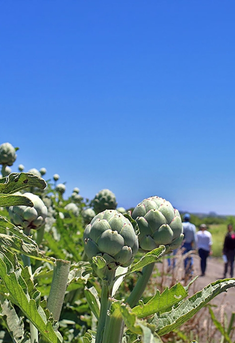 A field of artichokes with people walking in the distance