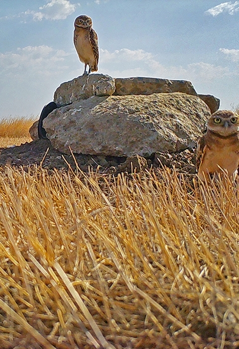 Two owls in a field, one sitting on a rock