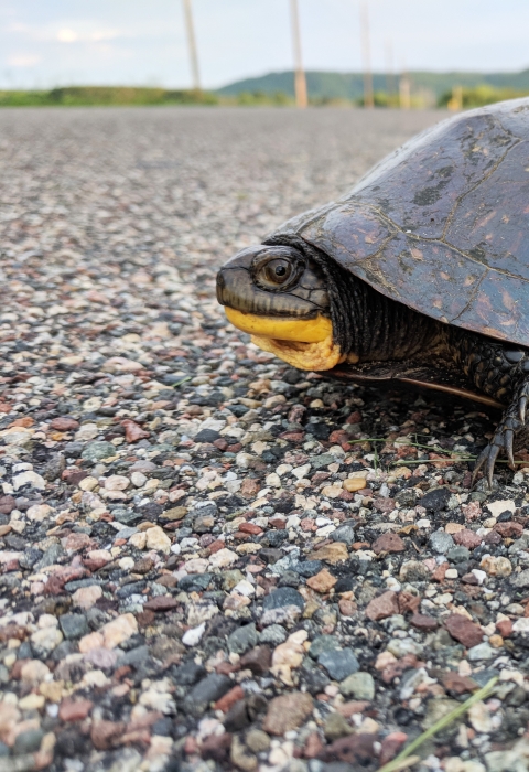 Blanding's turtle crossing a road