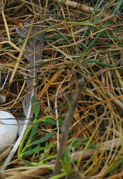 Two bird eggs nested green and brown grass with feathers next to them