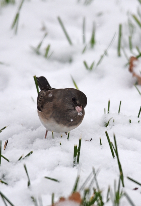 A dark-eyed junco in the snow