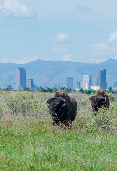 Four bison walking in the prairie with the Denver skyline in the background