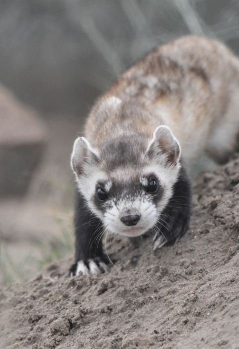 One black-footed ferret in the prairie 