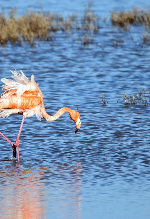Greater flamingo foraging in the water