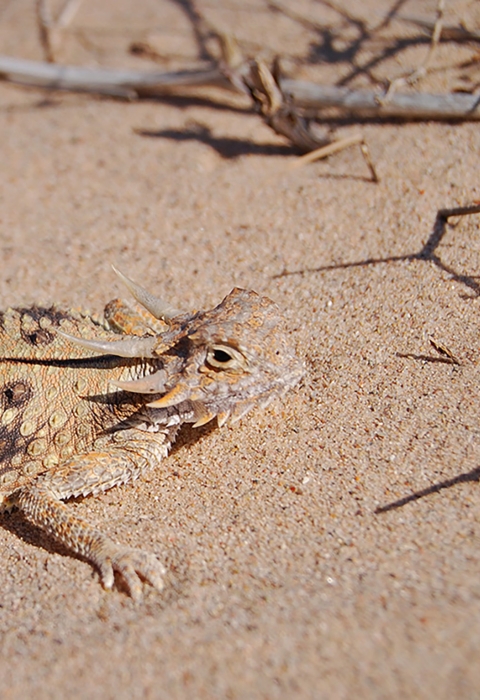 Tan and brown lizard sits on sand