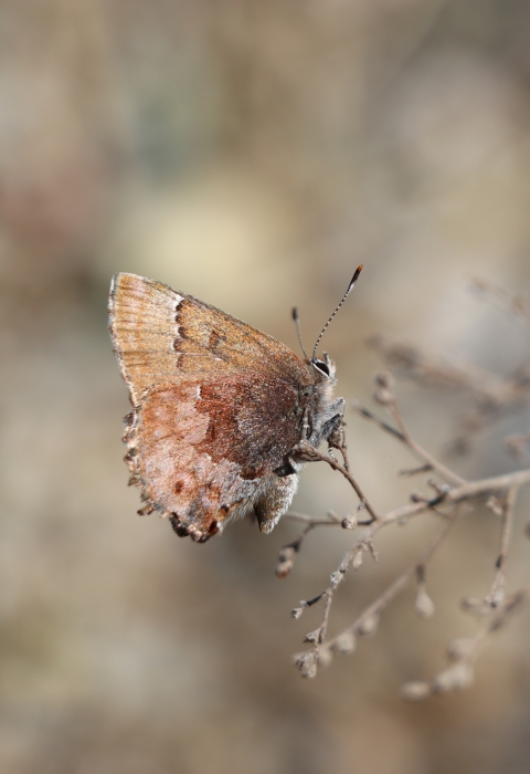 Silvery brown butterfly perched on a stem