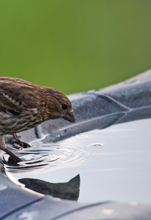 A house finch visits a bird bath