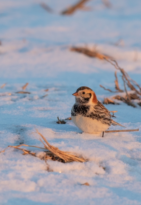 Lapland longspur in the snow