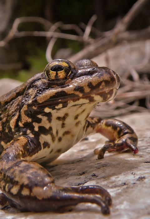 Brown and yellow frog sits on a rock