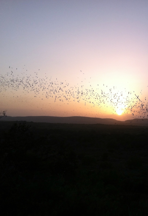 Mexican free-tailed bats flying at sunset