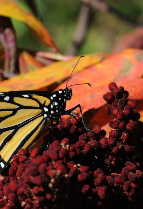 A monarch butterfly resting in the sun on sumac