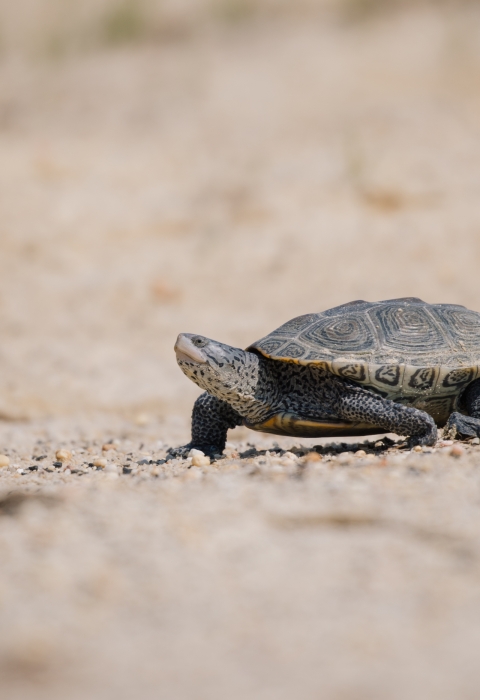 a turtle moves over sandy habitat