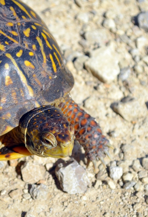 An ornate box turtle crossing a gravel road