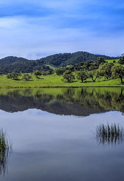 Rolling hills behind a pond