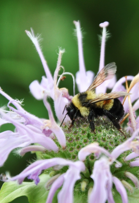 A rusty patched bumble bee visits a wild bergamot flower