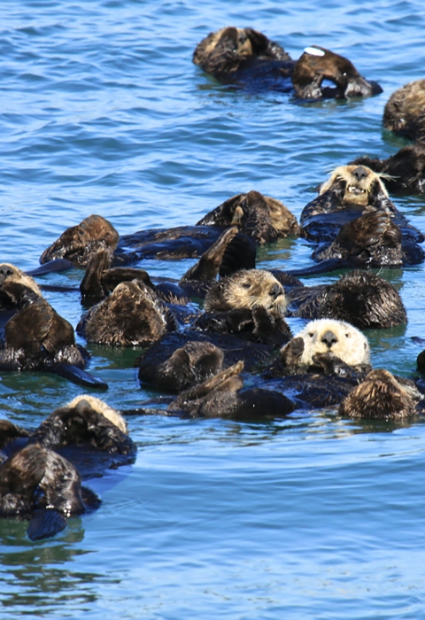 Many sea otters floating in the ocean