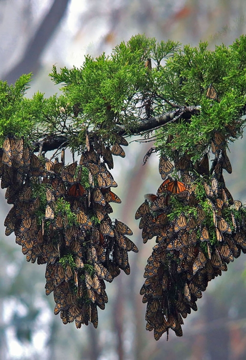 two clumps of black, orange and white butterflies hang from tree branch