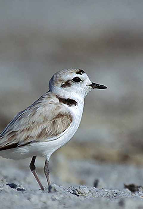 white and brown bird with black beak stands on sand
