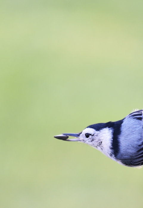 A white-breasted nuthatch takes a sunflower seed from a bird feeder