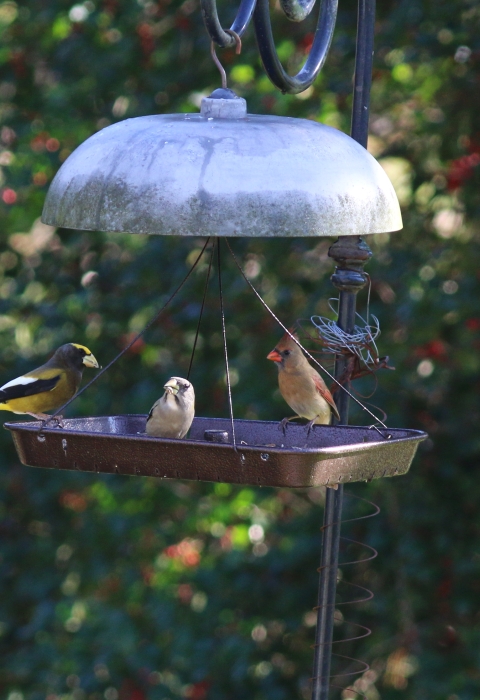 Three different looking small birds feed at a hanging tray bird feeder.