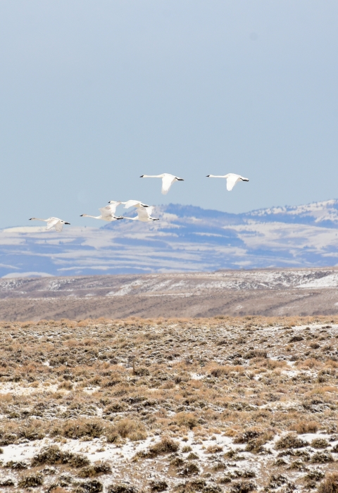 Trumpeter swans fly across a wintery sagebrush steppe dotted with snow at Seedskadee National Wildlife Refuge.
