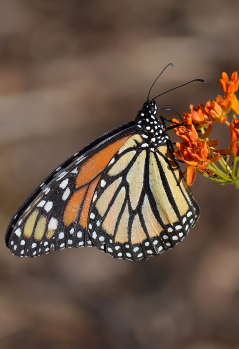 An orange-and-black monarch butterfly sips nectar from an orange flower. 
