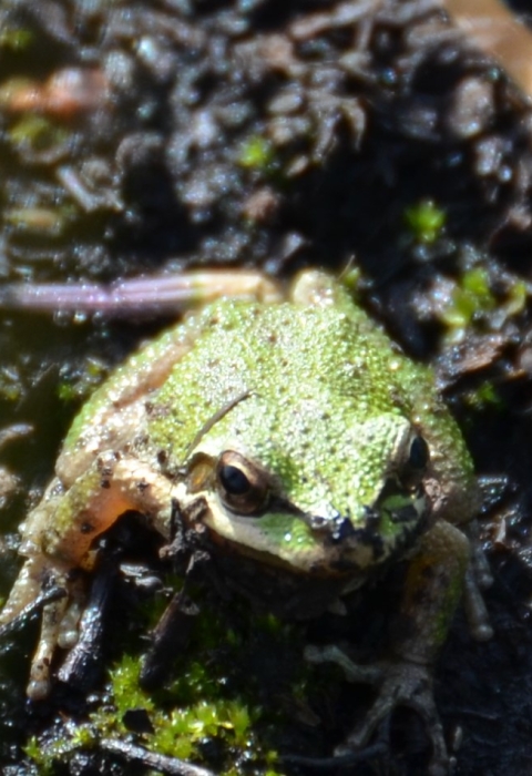A small green frog sits on blackened soil after a fire.