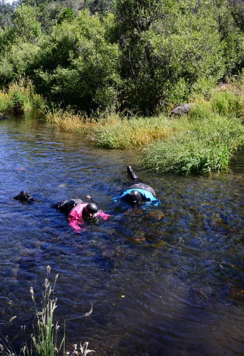 Two divers in drysuits snorkel in a creek.