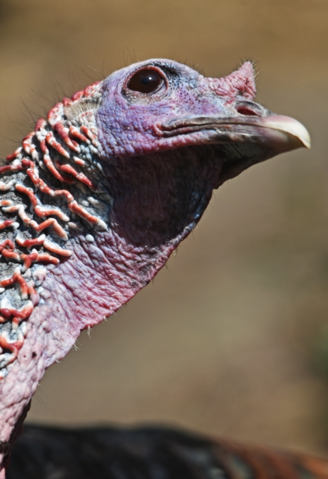The pink wattled head and neck of a wild turkey