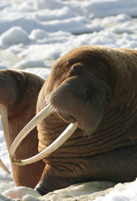 Alaska Walrus Program . Fish & Wildlife Service