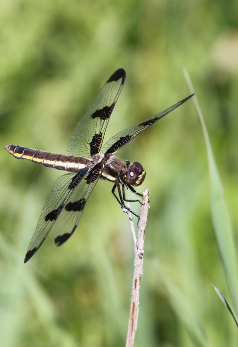 A dragonfly with a long body and four black-spotted wings rests on the end of a reed or blade of grass.