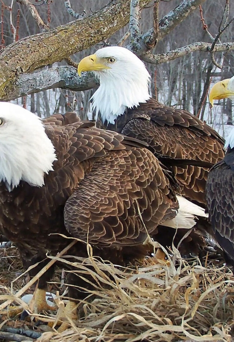 Three bald eagles on a nest at Upper Mississippi River National Wildlife Refuge.