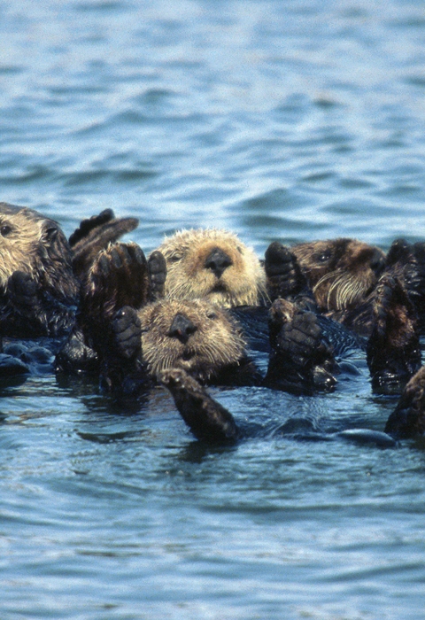 Sea otters floating in a group