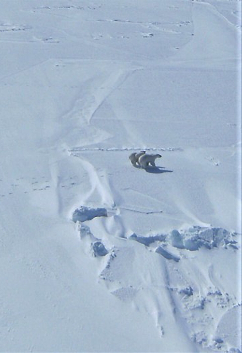 viewed from an airplane, a family of 3 polar bears walk across a snowy landscape.