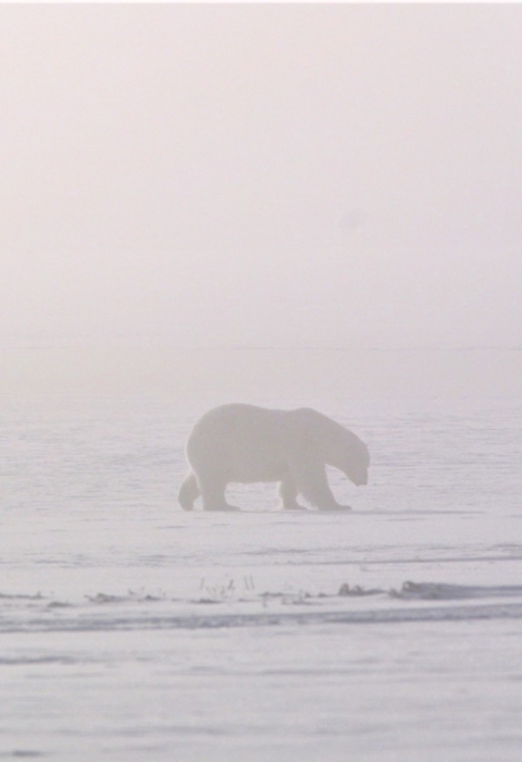 A polar bear walks through ice fog across the winter landscape.