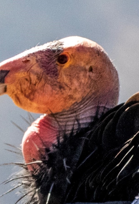 Close up of a California condor. Its pink featherless head contrasts with its black feathers.