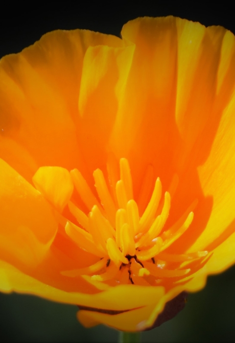 A single bright orange flower.