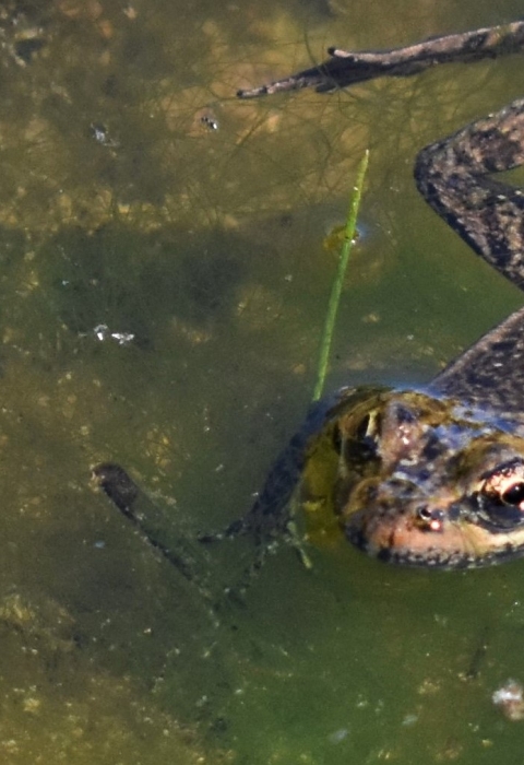 A frog pokes its head out of green pond water.
