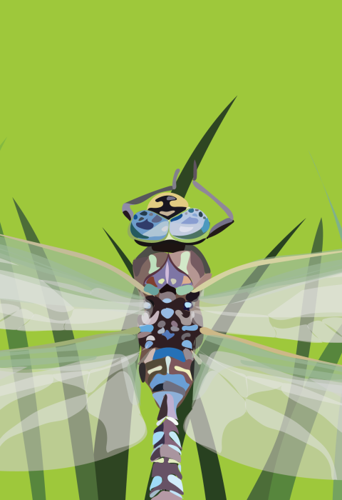 depiction of a dragonfly on grass