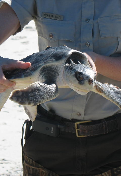 Refuge Biologist Jackie Sablan is holding a Kemp's ridley sea turtle.
