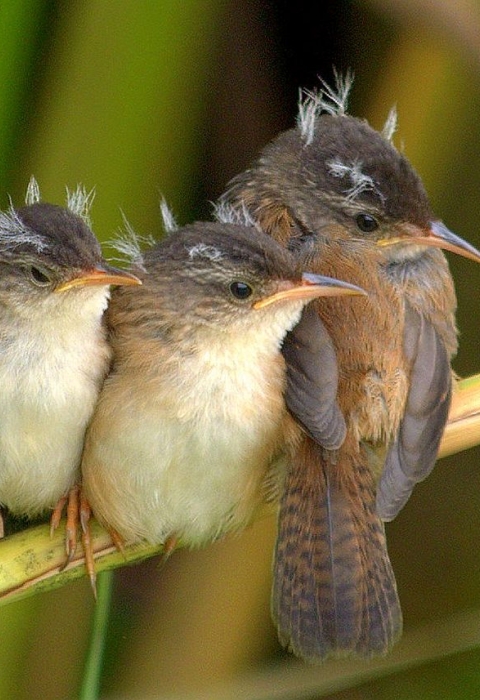 Three small gray-white-and-brown birds with disheveled feathers huddle together on a thin straw-like reed