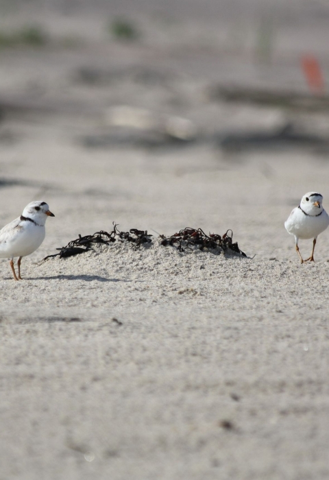 Two small mostly white birds with black eyes walk on a sandy beach