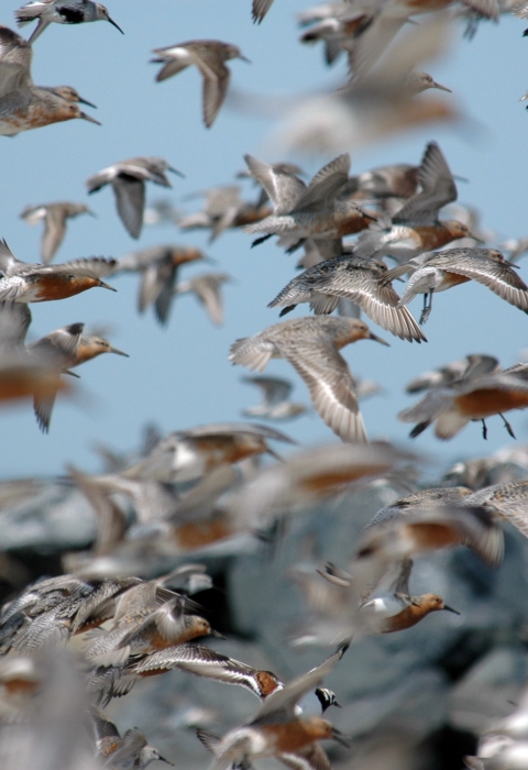 An image of red knots in flight